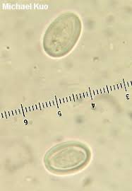 Attēlu rezultāti vaicājumam “Cyathus striatus”