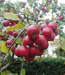 Attēlu rezultāti vaicājumam “Malus purpurea leaf”