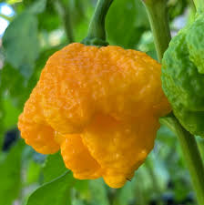 Afbeeldingsresultaat voor 7 pot hot pepper