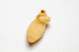 Attēlu rezultāti vaicājumam “Phronia sp. larva”
