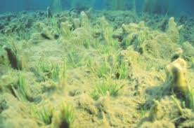 Attēlu rezultāti vaicājumam “Isoetes lacustris”