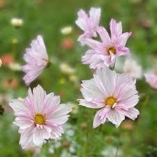 Image result for Cosmos bipinnatus `Double Click`