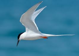 Image result for Sterna dougallii