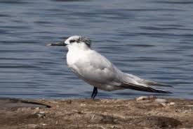 Attēlu rezultāti vaicājumam “Sterna sandvicensis adult”