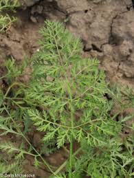 Attēlu rezultāti vaicājumam “Daucus sativus”