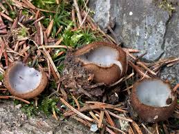 Attēlu rezultāti vaicājumam “Humaria hemisphaerica”