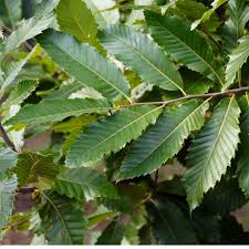 Attēlu rezultāti vaicājumam “Castanea sativa  leaf”