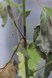 Attēlu rezultāti vaicājumam “Melampsoridium sp.”