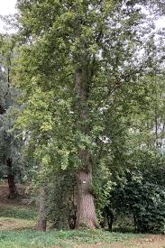 Attēlu rezultāti vaicājumam “Populus laurifolia”