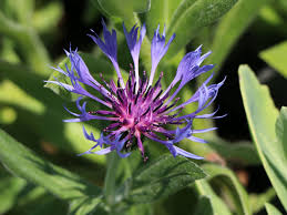 Image result for Flockenblume