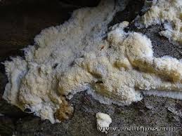 Attēlu rezultāti vaicājumam “Oxyporus corticola”