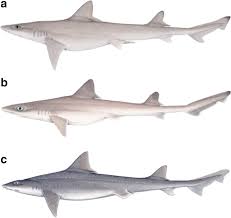 Image result for Mustelus palumbes