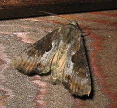 Attēlu rezultāti vaicājumam “Apamea ophiogramma”