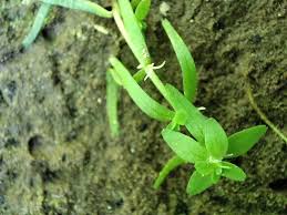 Attēlu rezultāti vaicājumam “Callitriche cophocarpa leaf”
