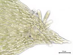 Attēlu rezultāti vaicājumam “Plagiothecium nemorale”