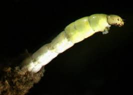 Attēlu rezultāti vaicājumam “Orthosia munda larva”