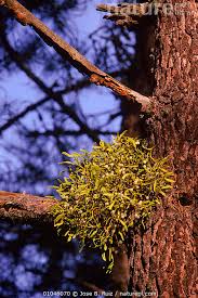 Attēlu rezultāti vaicājumam “Viscum album fruit”