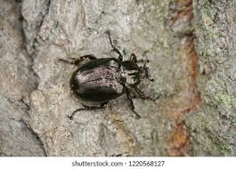 Attēlu rezultāti vaicājumam “Osmoderma barnabita”