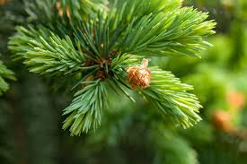 Attēlu rezultāti vaicājumam “Abies sibirica”