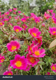 Attēlu rezultāti vaicājumam “Hadula trifolii larva”