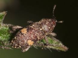 Attēlu rezultāti vaicājumam “Pissodes piniphilus”