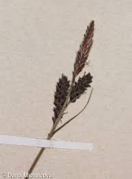 Attēlu rezultāti vaicājumam “Carex cespitosa”