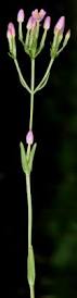 Attēlu rezultāti vaicājumam “Centaurium erythraea bud”