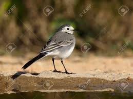 Attēlu rezultāti vaicājumam “Motacilla alba”