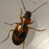 Attēlu rezultāti vaicājumam “Badister bullatus”