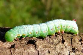 Attēlu rezultāti vaicājumam “Ptilodon capucina larva”