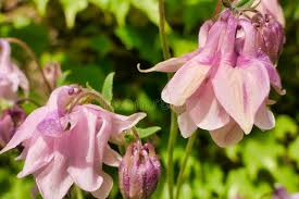 Attēlu rezultāti vaicājumam “Aquilegia vulgaris bud”