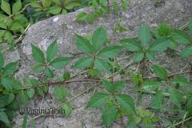 Attēlu rezultāti vaicājumam “Parthenocissus quinquefolia leaf”