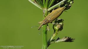 Attēlu rezultāti vaicājumam “Lixus iridis”