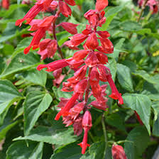 Image result for Salvia splendens