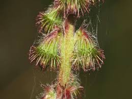 Attēlu rezultāti vaicājumam “Agrimonia eupatoria leaf”