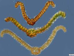 Attēlu rezultāti vaicājumam “Didymodon rigidulus sporophyte”