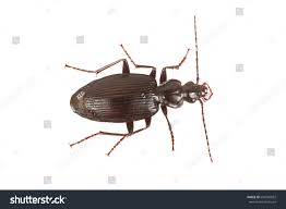 Attēlu rezultāti vaicājumam “Limodromus assimilis”