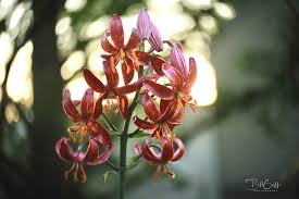 Image result for Lilium martagon `Arabian Night`