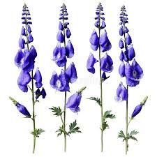 Attēlu rezultāti vaicājumam “Aconitum napellus leaf”