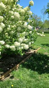 Attēlu rezultāti vaicājumam “Viburnum opulus flower”