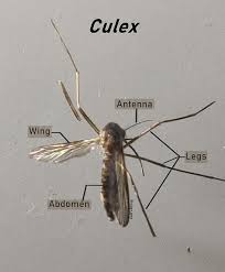 Attēlu rezultāti vaicājumam “Culex pipiens female”