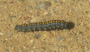 Attēlu rezultāti vaicājumam “Cucullia lucifuga”