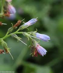 Attēlu rezultāti vaicājumam “Symphytum grandiflorum flower”