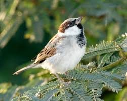 Image result for Passer domesticus