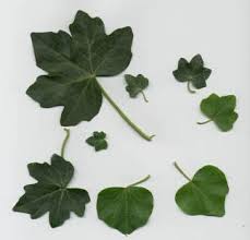 Attēlu rezultāti vaicājumam “Hedera helix  leaf”
