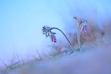Attēlu rezultāti vaicājumam “Pulsatilla pratensis fruit”