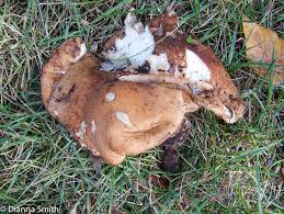 Attēlu rezultāti vaicājumam “Polyporus melanopus”