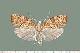 Attēlu rezultāti vaicājumam “Pandemis corylana”