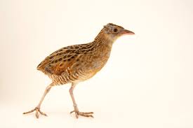 Image result for Crex crex