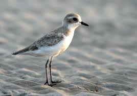 Image result for Charadrius mongolus